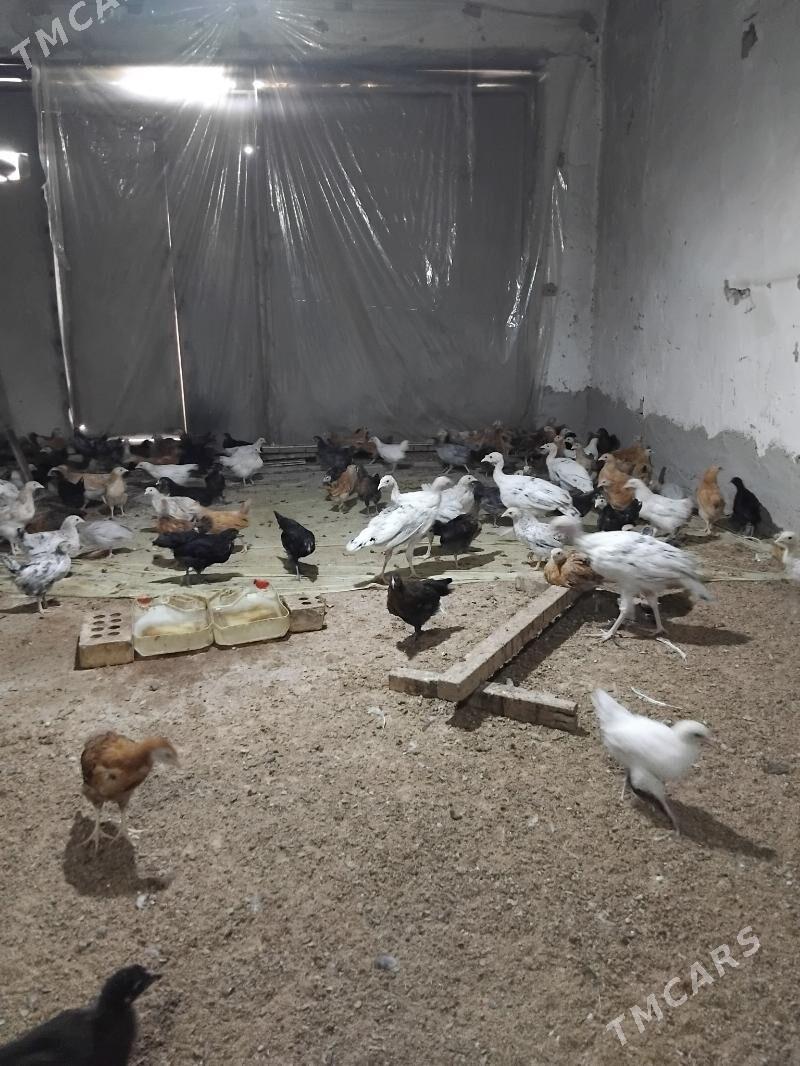 Tuwuk juje - Сакарчага - img 1