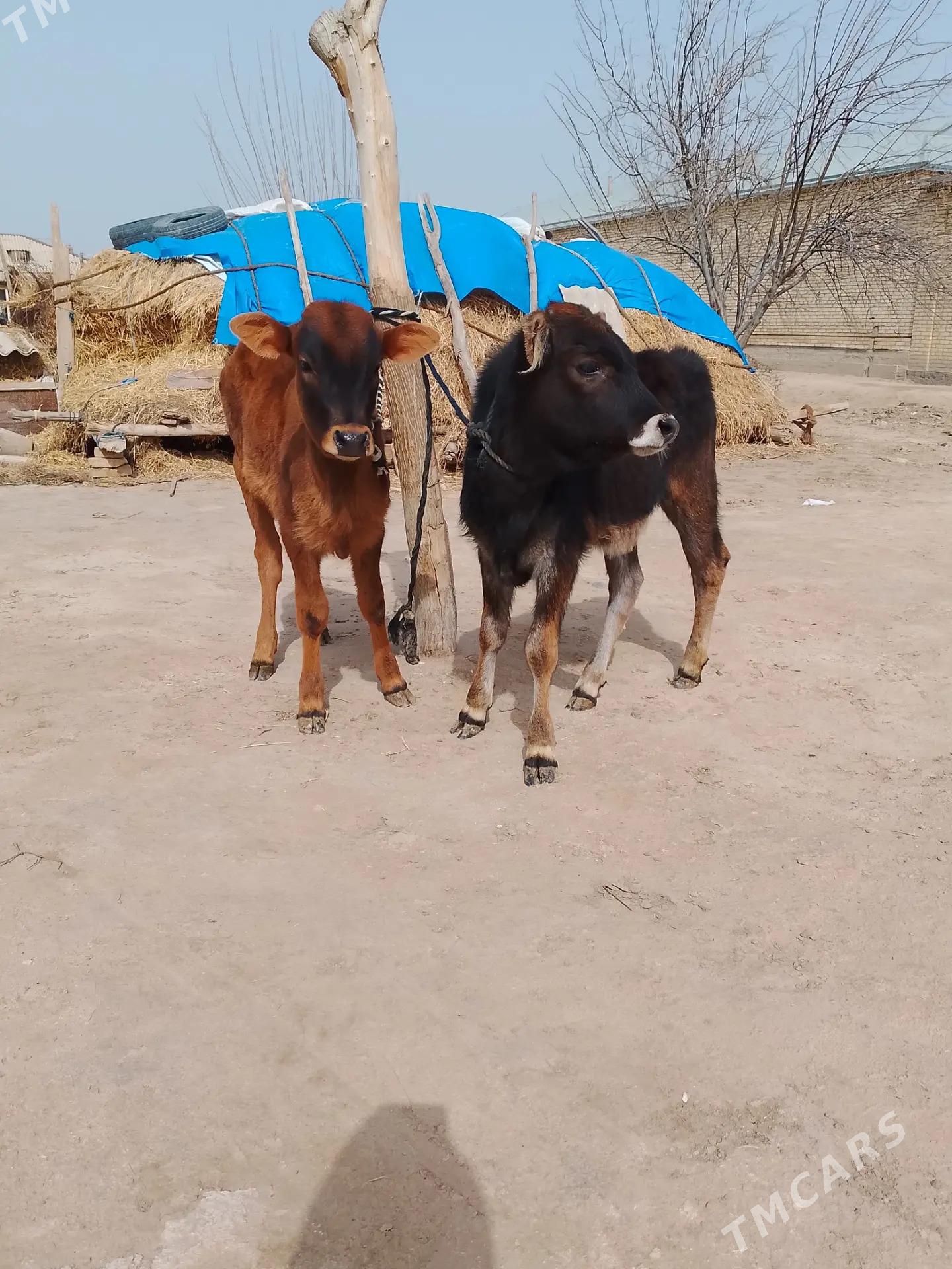 gulajynlar - Байрамали - img 1