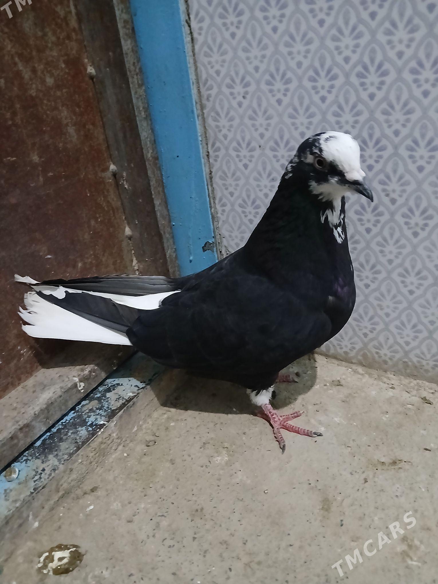 kepderi - Gyzylarbat - img 1