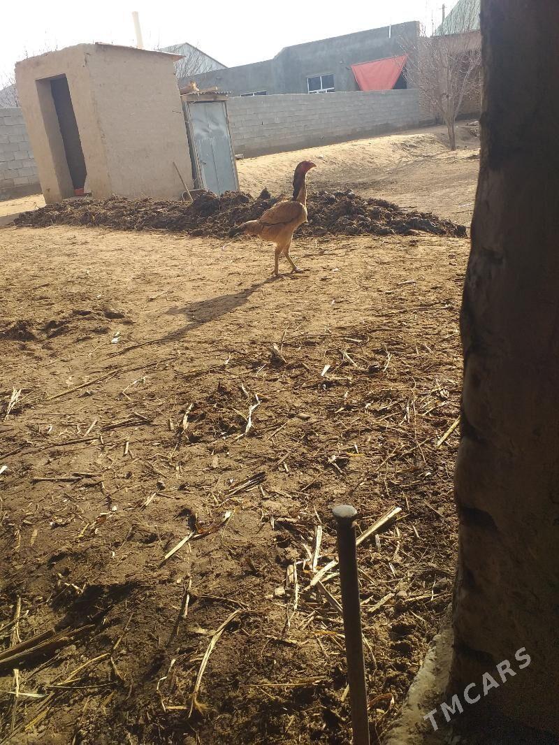 Tovuk. - Акдепе - img 1