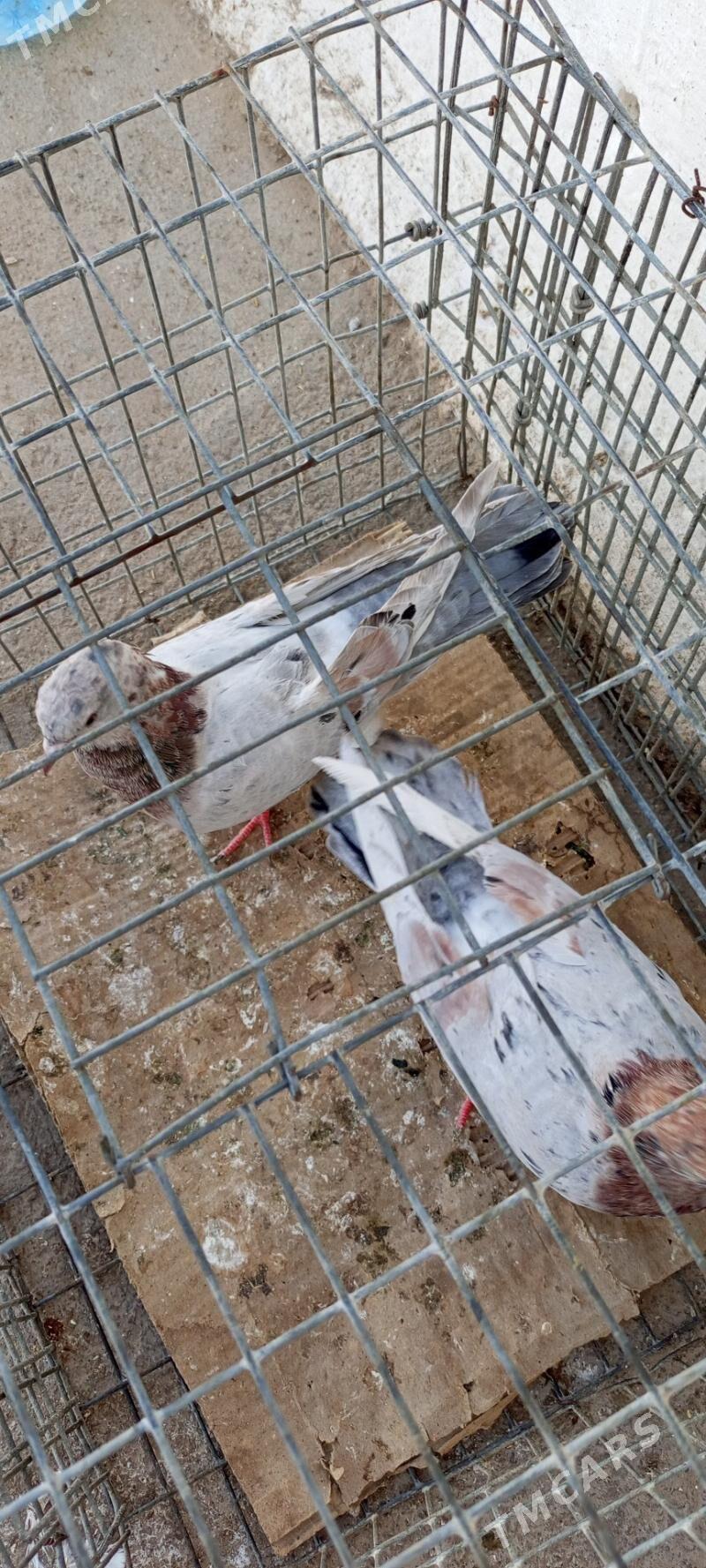 kepderi - Aşgabat - img 1