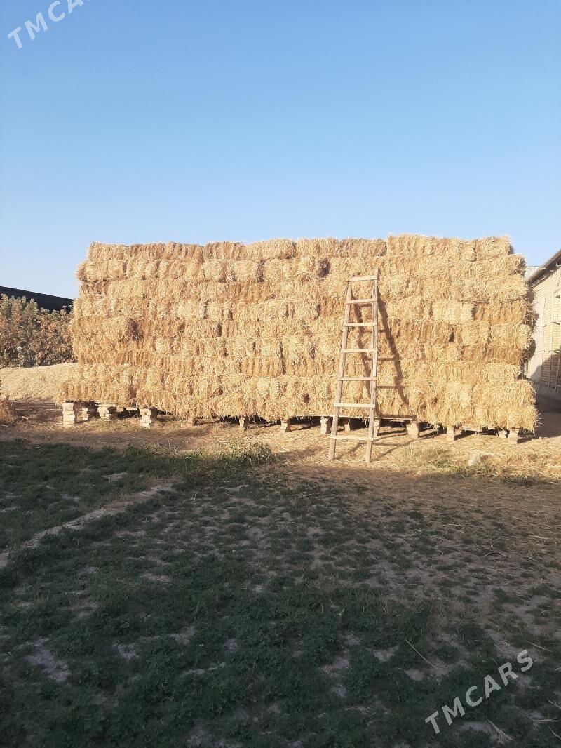 ot - Türkmenabat - img 1