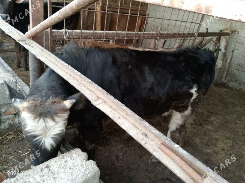 Okuz - Гёкдепе - img 1