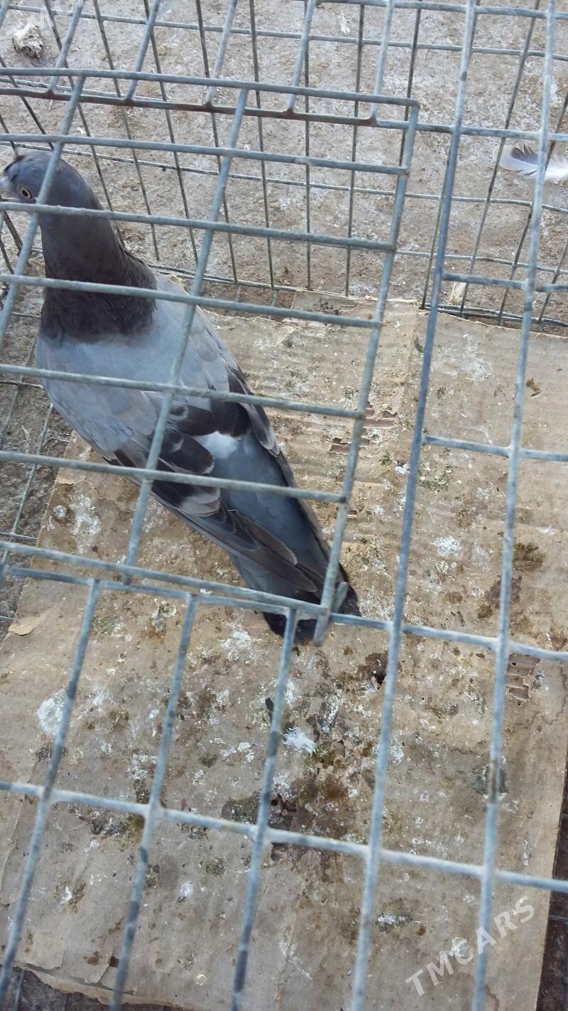 kepderi - Ашхабад - img 1