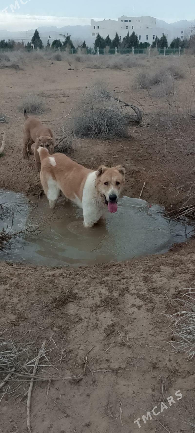 tuekmen ıt - Aşgabat - img 1