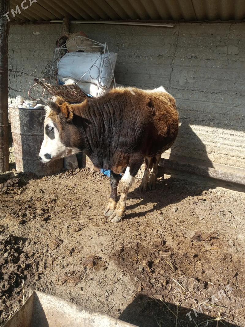 okuz. bakylan öküz - Esenguly - img 1