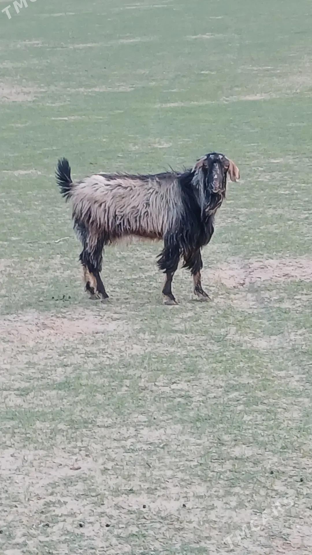 teke - Tagtabazar - img 1