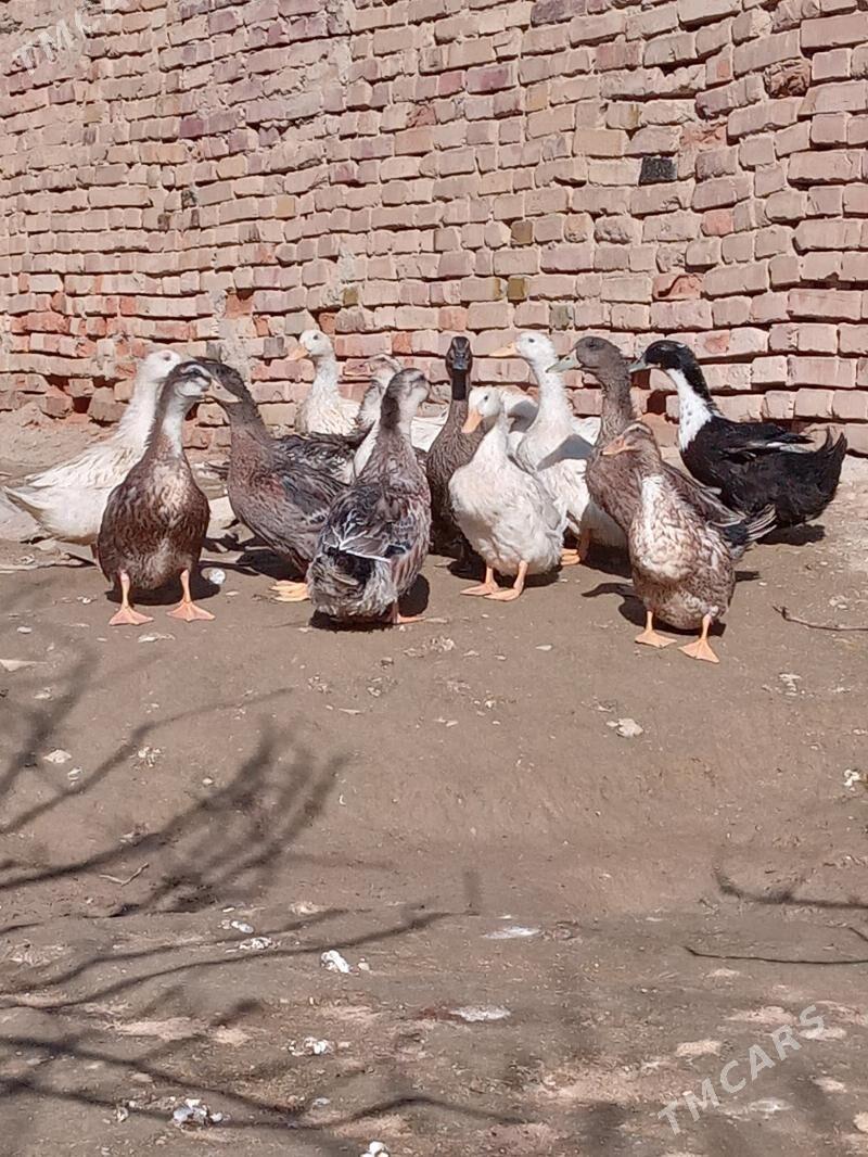 Ordek - Берекет - img 1