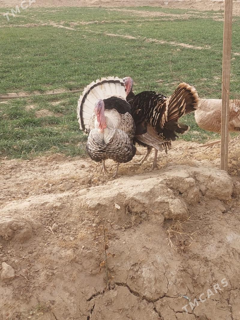 induk horaz - Байрамали - img 1