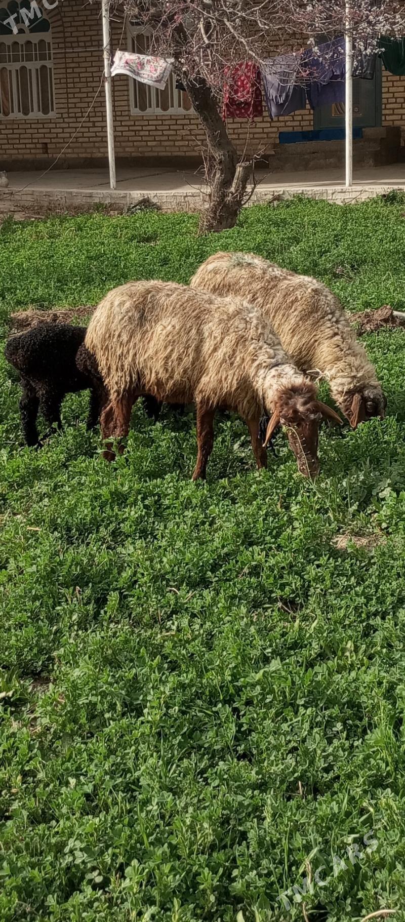 iki sany Guzuly goyunlar - Wekilbazar - img 1