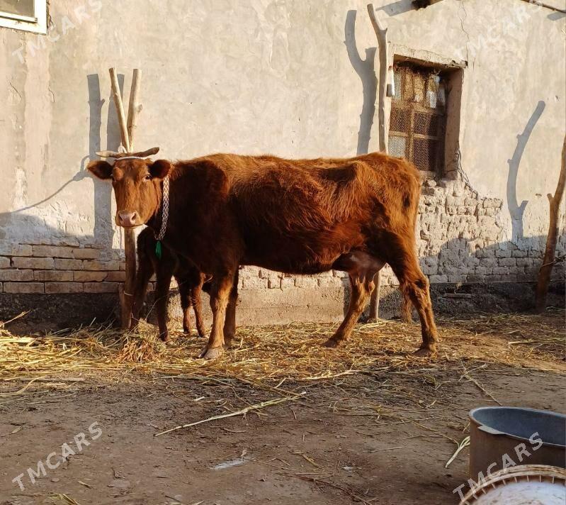 15.LITR SÜÝDLI GÖLELI SYGYR - Köneürgenç - img 1