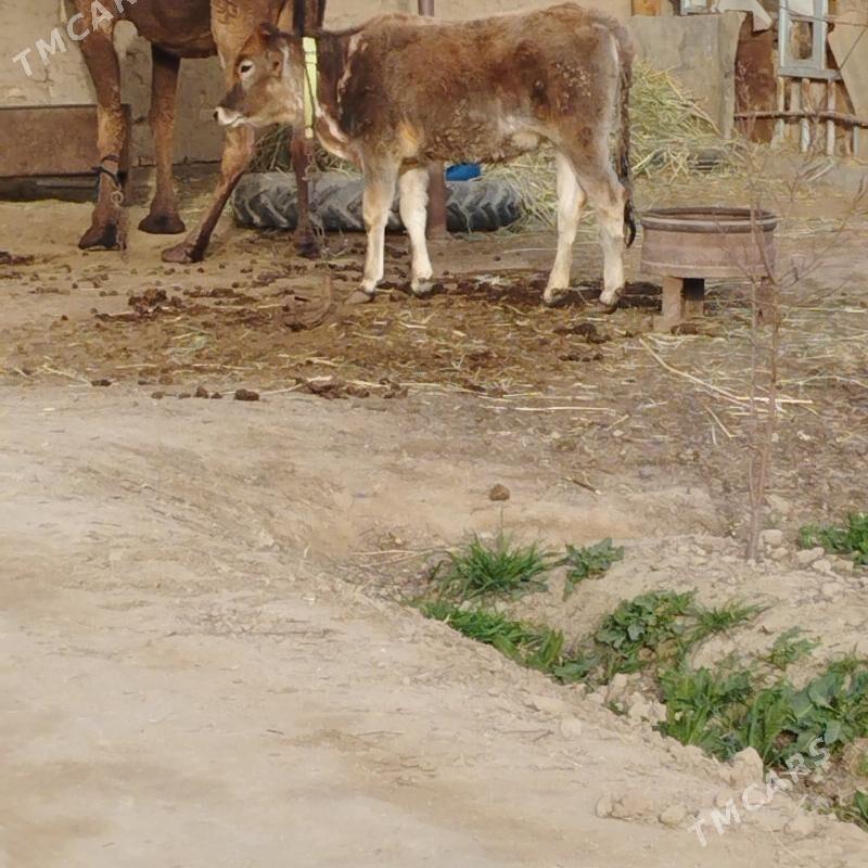 gulajyn - Sakarçäge - img 1