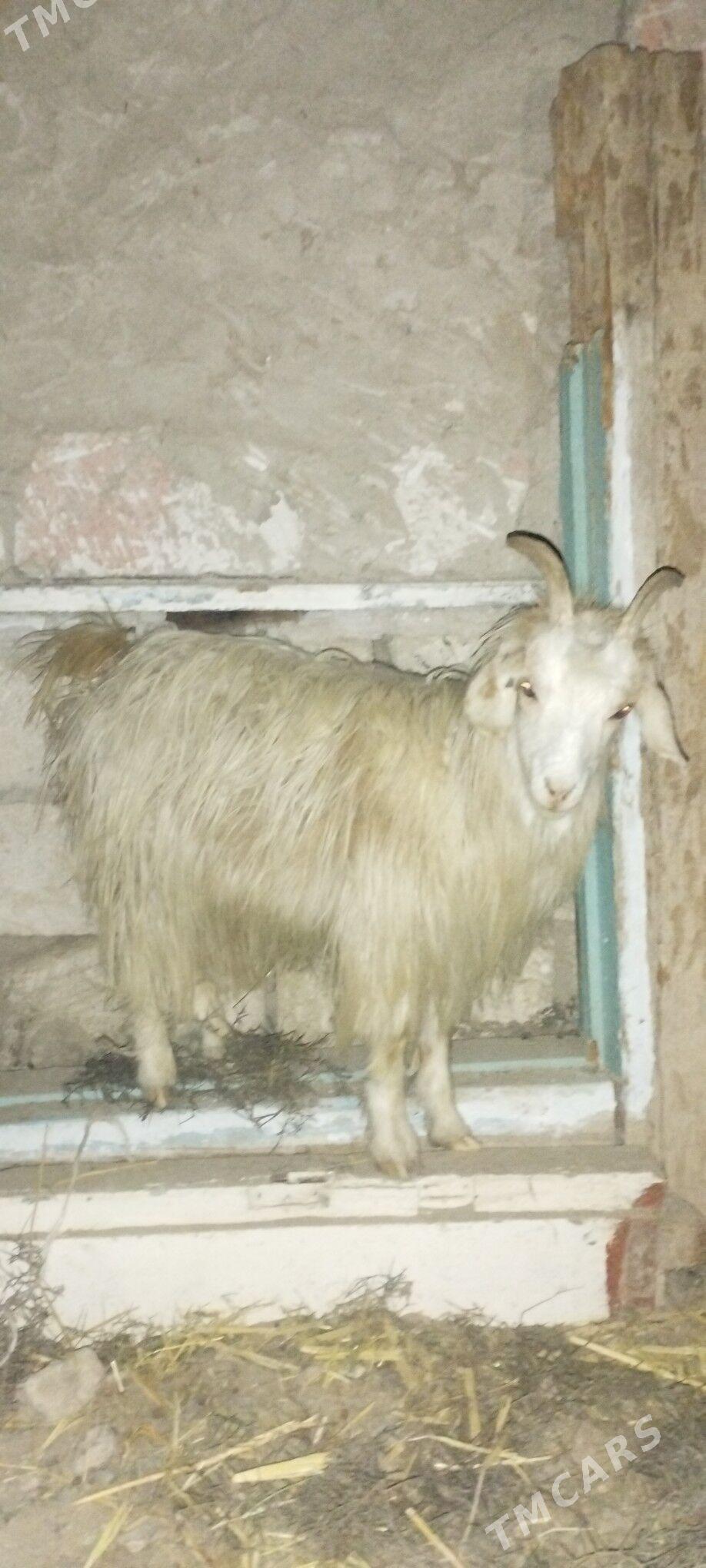 cewis - Gyzylarbat - img 1