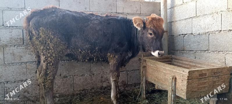 tuwe - Бахарден - img 1