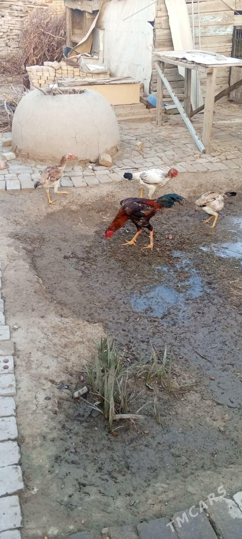 paroda - Mary - img 1