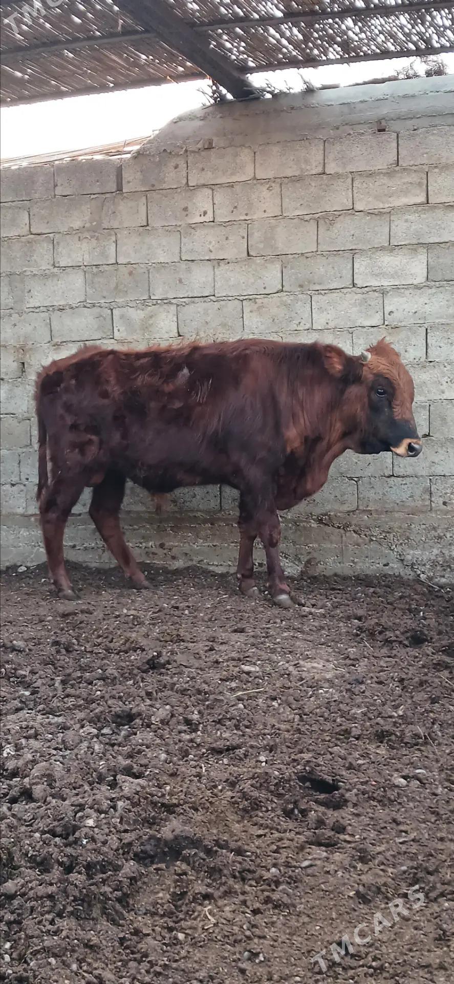 okuz - Büzmeýin - img 1