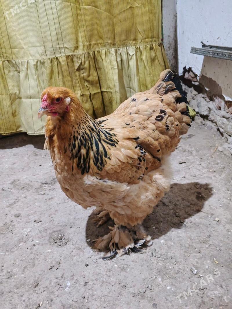 brama palvin - Daşoguz - img 1