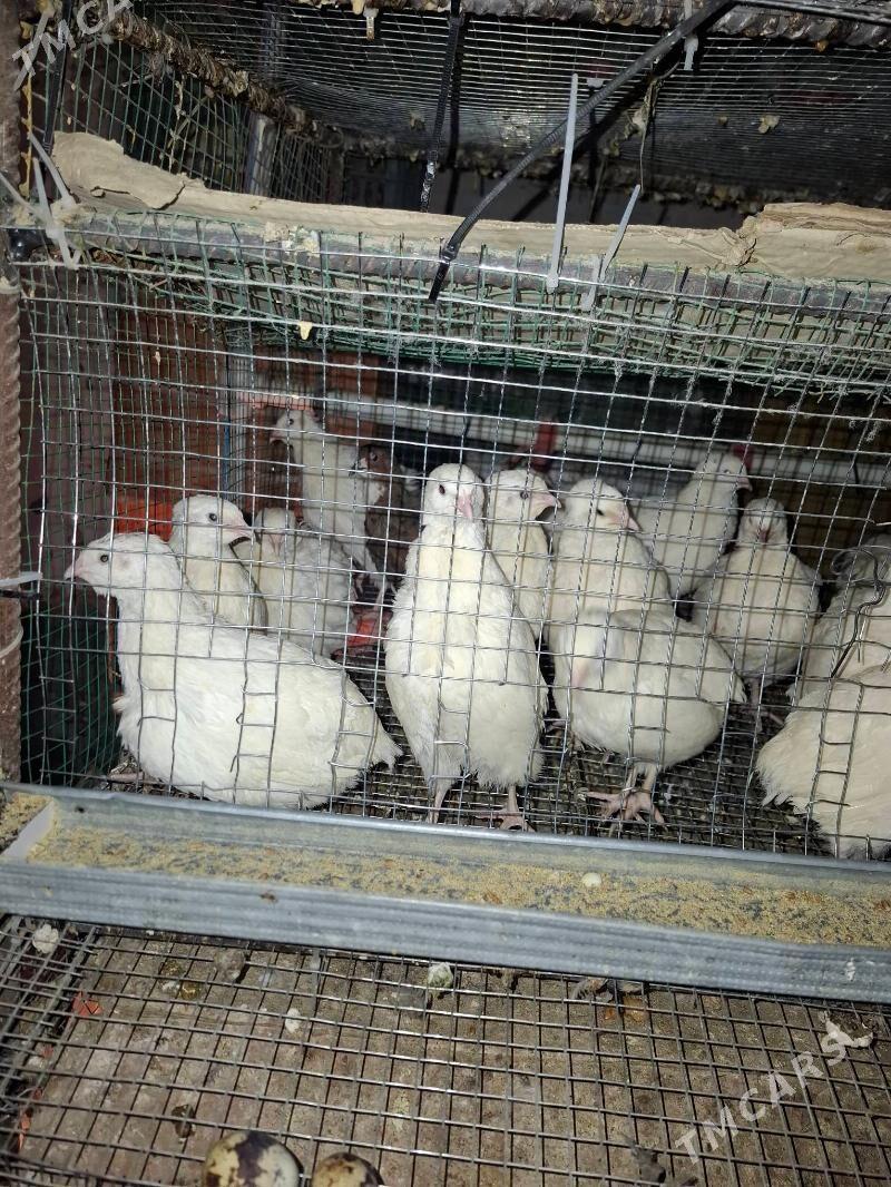 Bedene ak - Gumdag - img 1