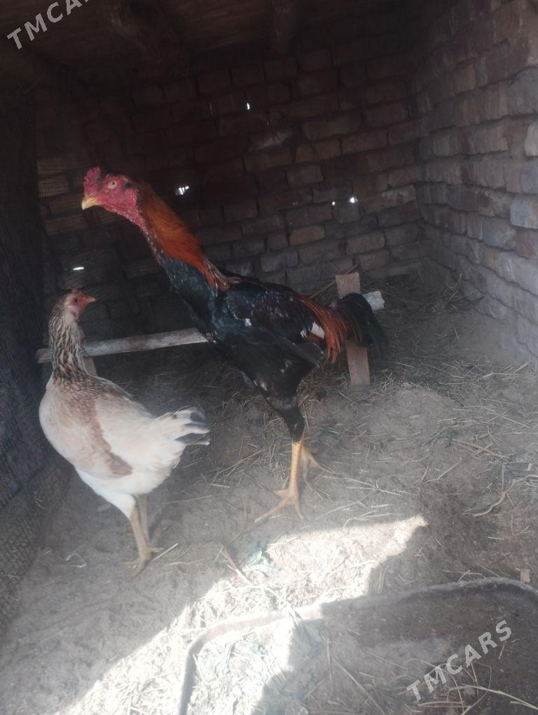 Bayes horaz - Гарабекевюл - img 1