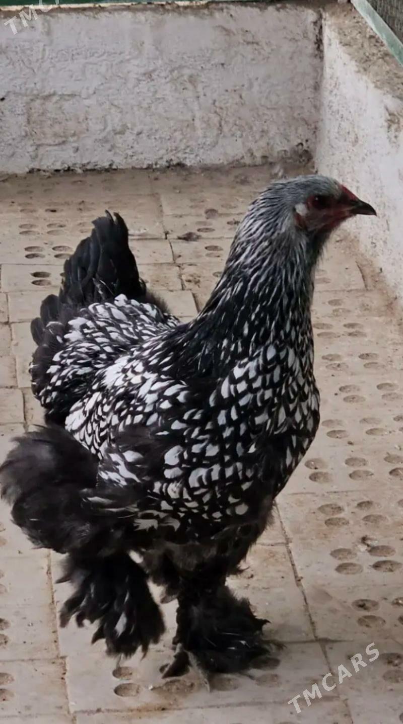 Brama silwer 1 para - Балканабат - img 1