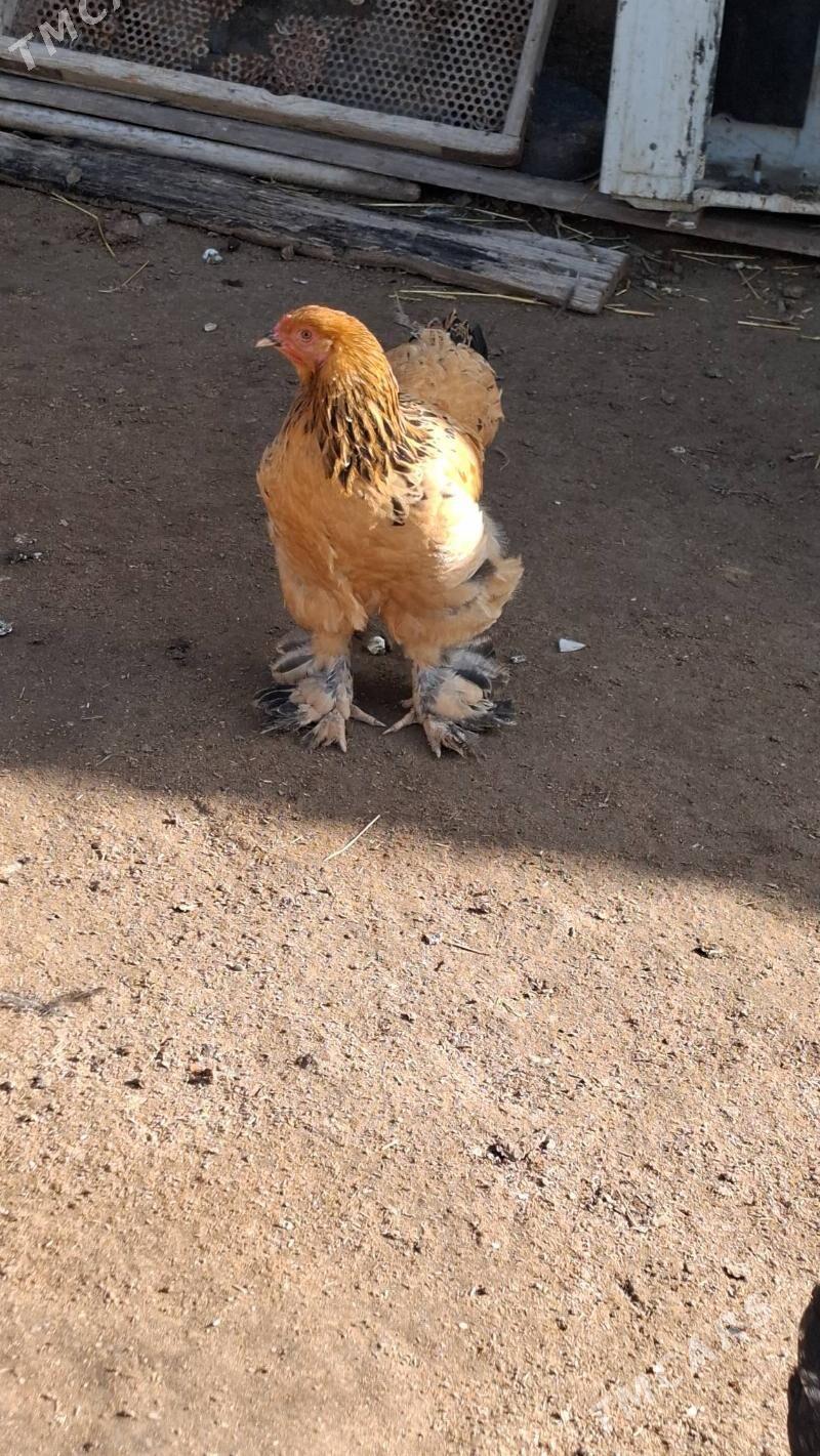 Brama palawy - Гумдаг - img 1