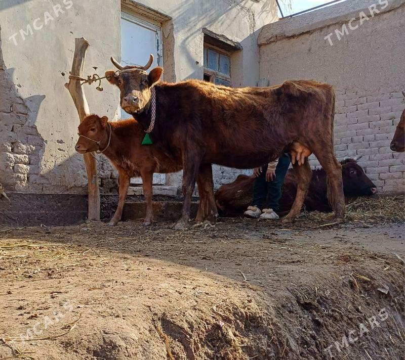 ULY GÖLELI GÖLELI SYGYR PARODA - Köneürgenç - img 1