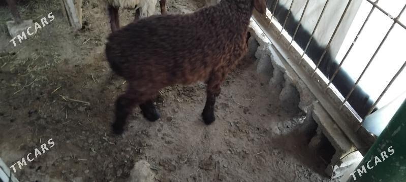 O GUZLI GOYUN - Ашхабад - img 1