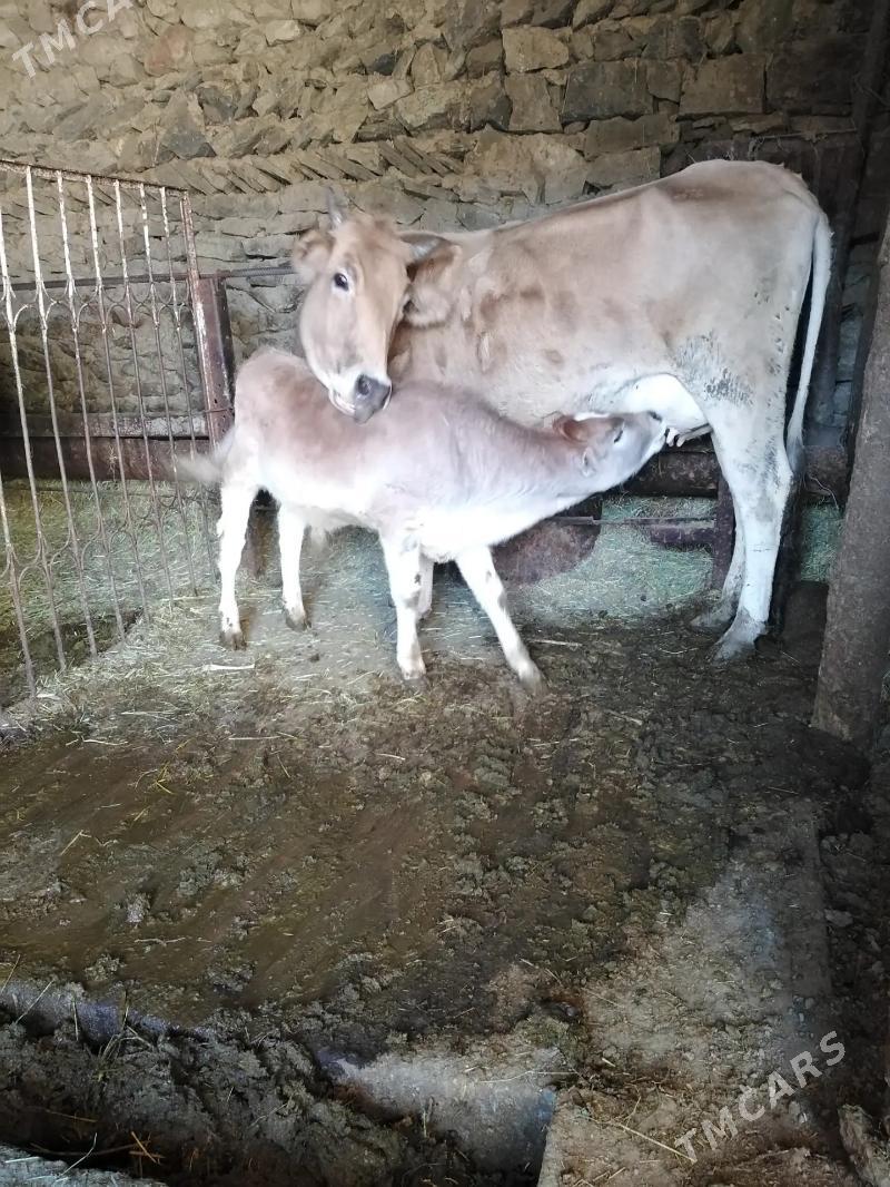 sygyr - Magtymguly - img 1