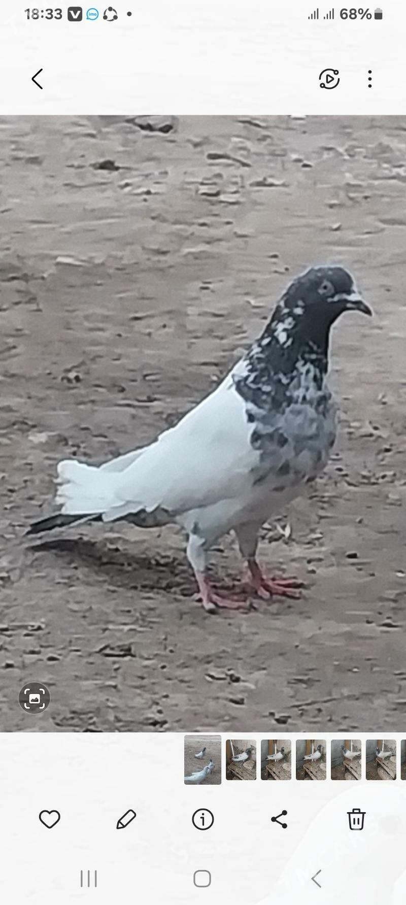 KEPDERI. - Murgap - img 1