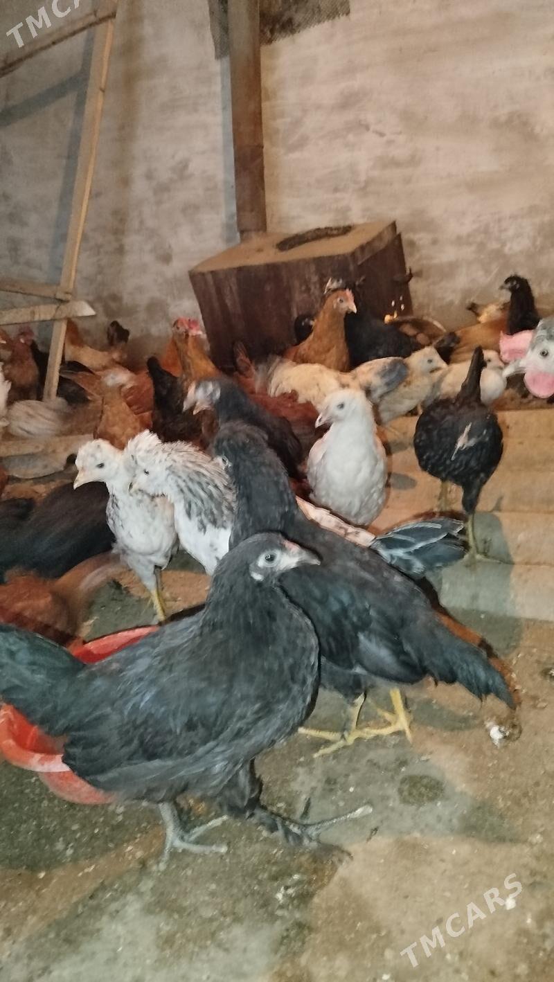 juyje - Mary - img 1