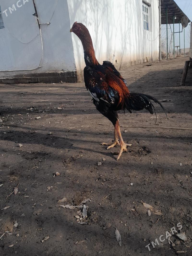 juje - Boldumsaz - img 1