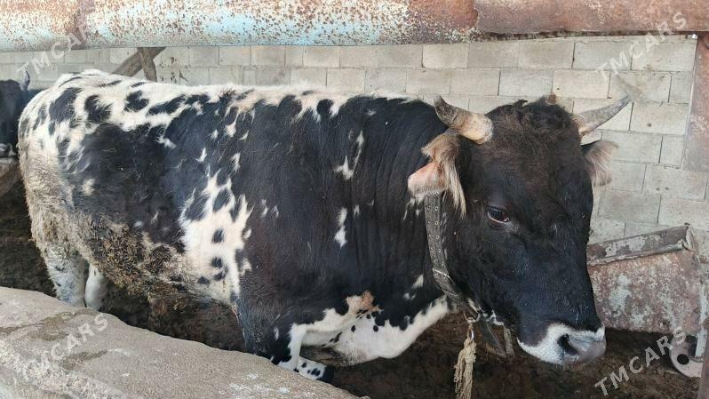 Gibrit okiz - Багир - img 1