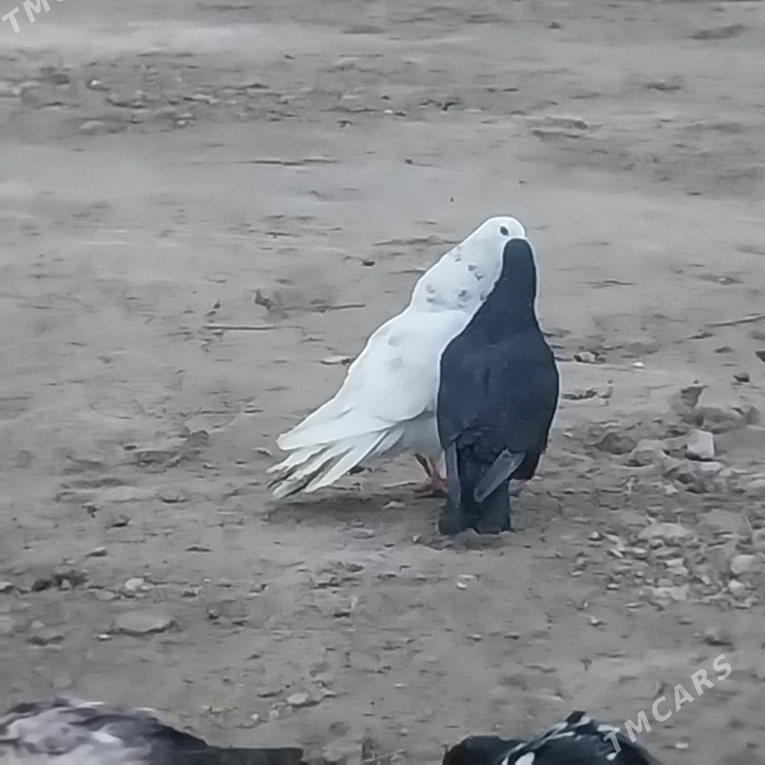 KEPDERI. - Murgap - img 1