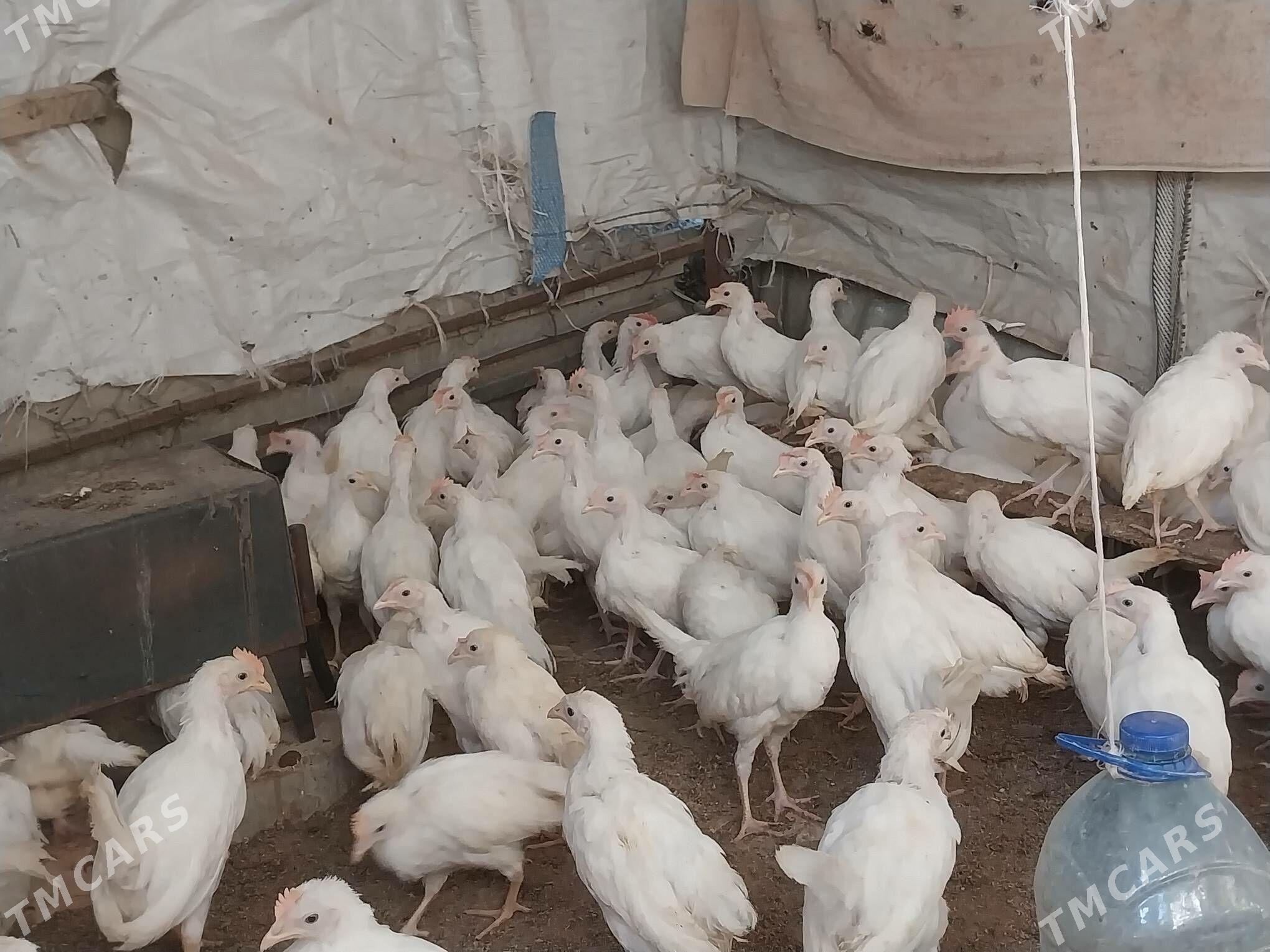 Jüýje - Bäherden - img 1