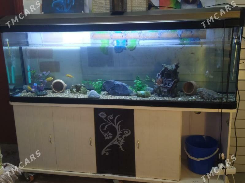 akwaryum 380 lt - Köşi - img 1