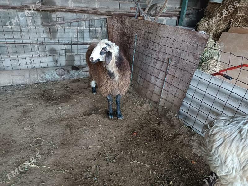 goyun elin bakylan - Büzmeýin GRES - img 1