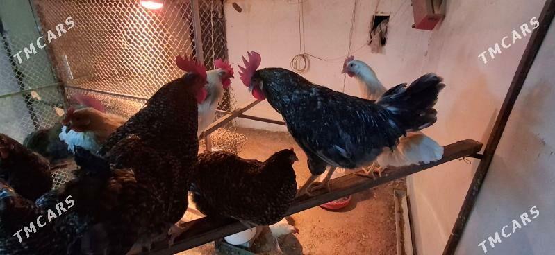 dominat - Бузмеин - img 1