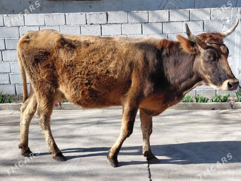 sygyr - Багир - img 1