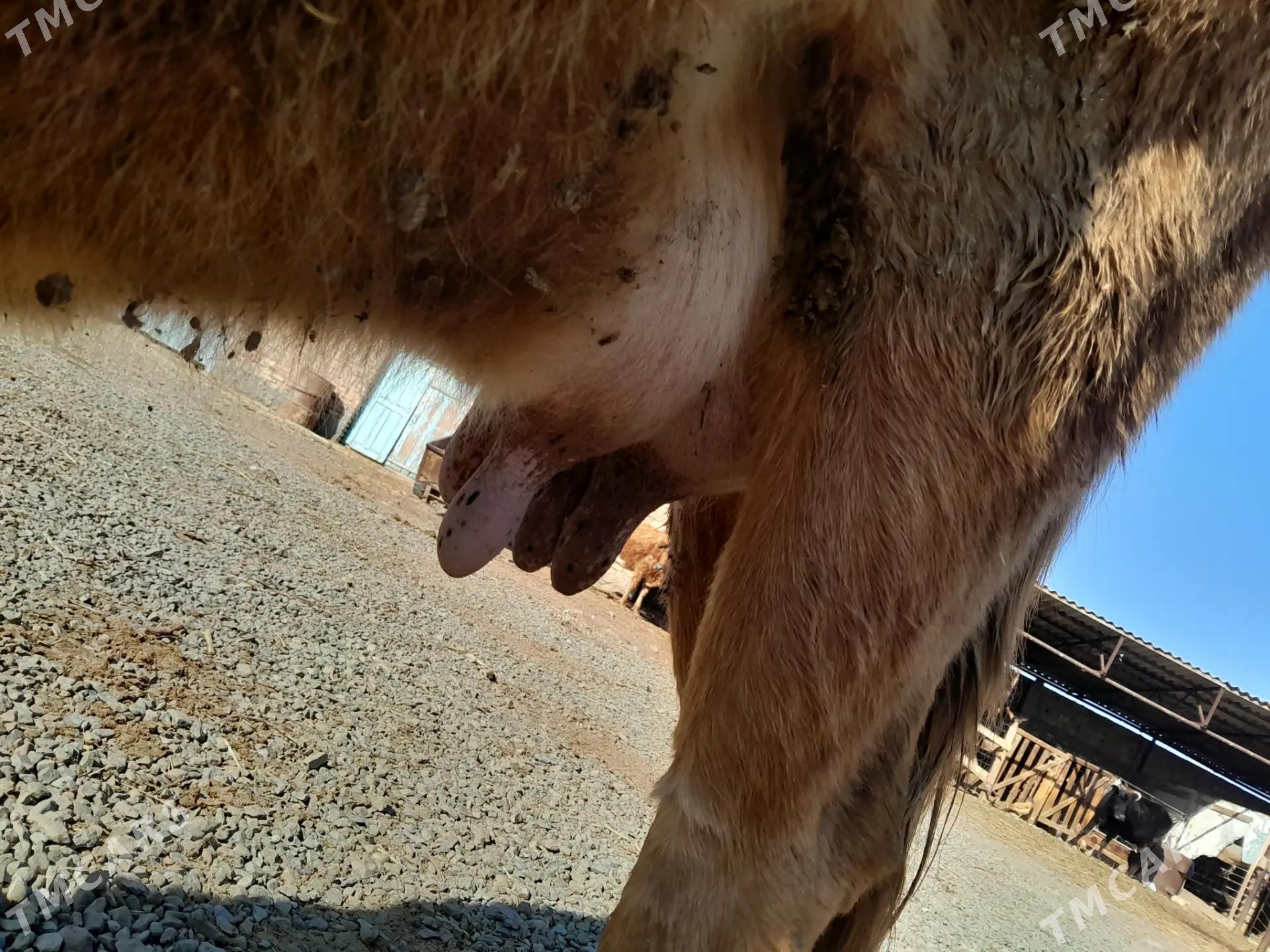 sygyr gysyr - Bereket - img 1