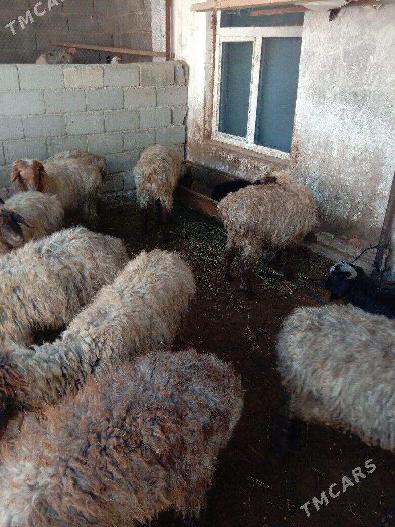 Issek tokly goyun - Гарадамак - img 1