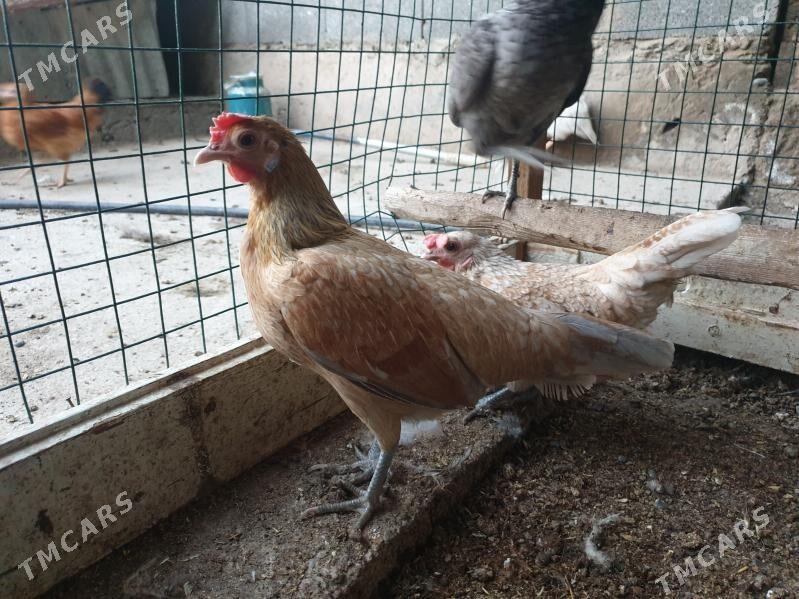 karlik prasdoy - Теджен - img 1