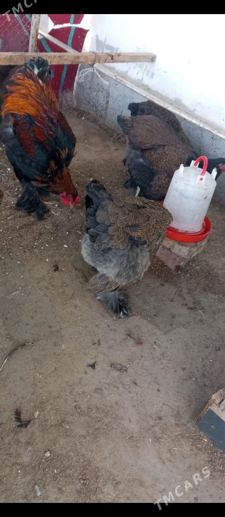 Brama ýumurtga - Тязе заман - img 1