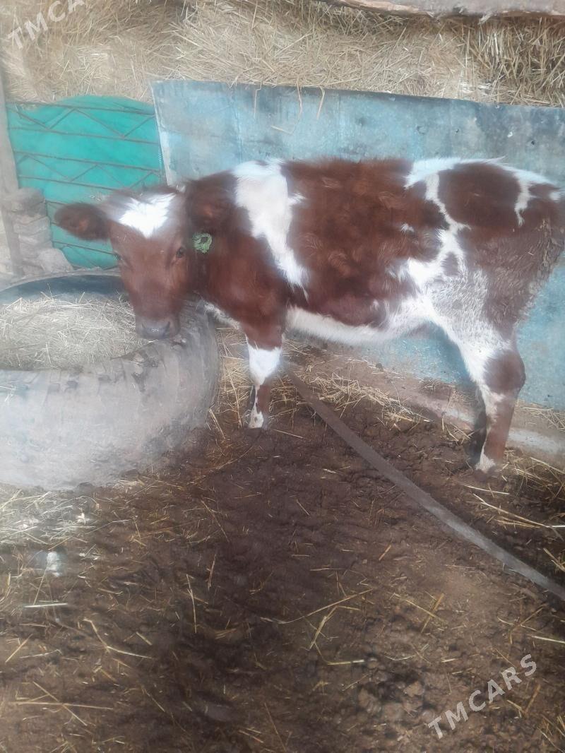 unajyn - Дянев - img 1