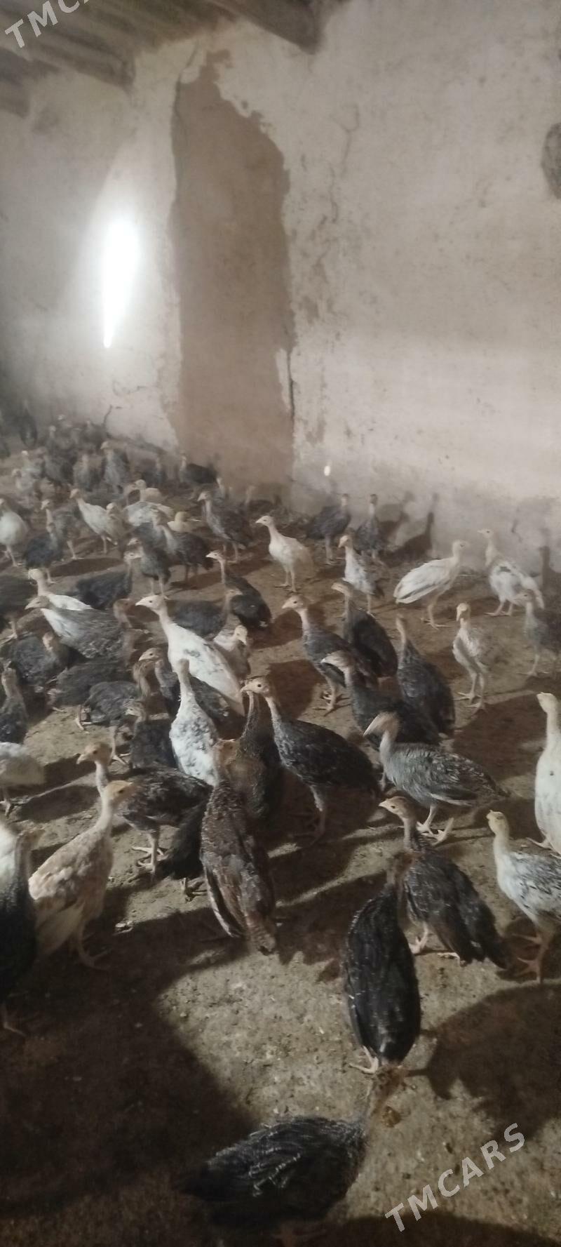 induk juje - Бабадайхан - img 1