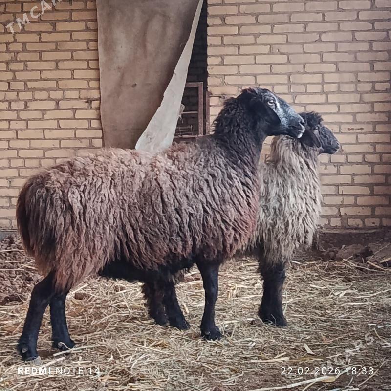 bogaz we gysyr goyunlar - Чарджоу - img 1