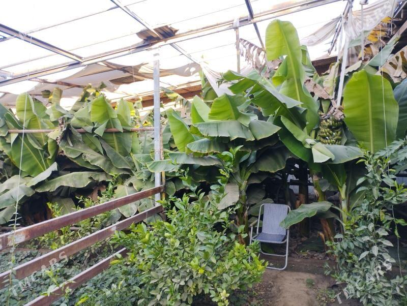 banan apelsin mandarin malina - Gurbansoltan Eje - img 1