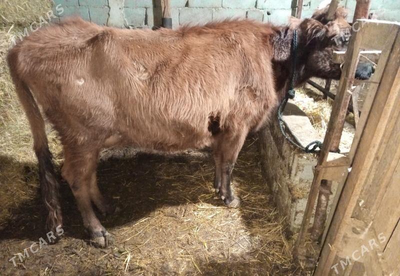 öküz sygyr tuwe 8 baş - Gökdepe - img 1