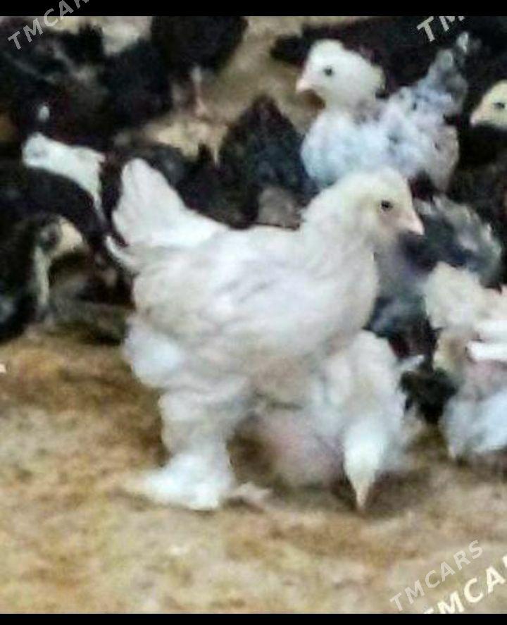 paroda towuk jùýje - Murgap - img 1