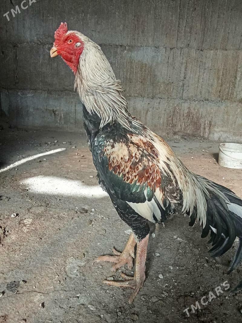 ташкент хораз - Багир - img 1