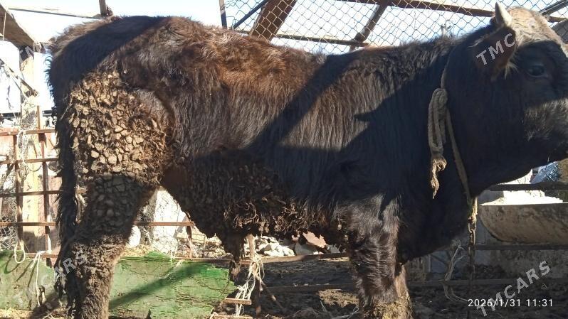 okuz,2sany - Бахарден - img 1